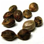 Семена марихуаны АК-47 (Seeds AK-47) в Топках Семена марихуаны АК-47 (Seeds AK-47) в Топках